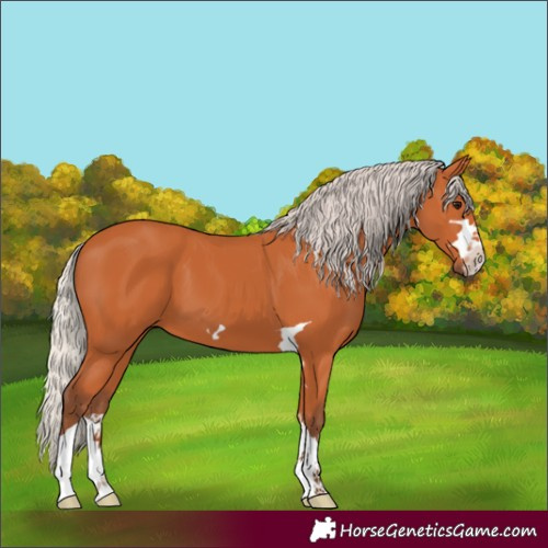 Horse Color:Silver Bay 