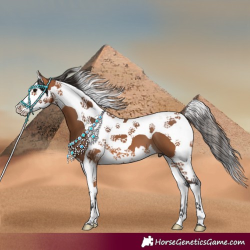 Horse Color:Bay Splash Tobiano 