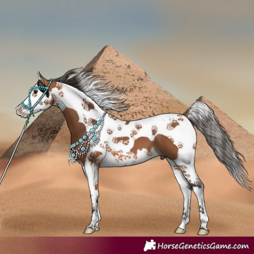 Horse Color:Bay Splash Tobiano 