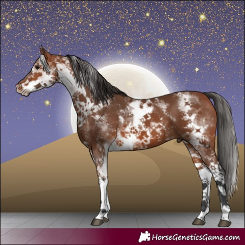 Horse Color:White Spotted Bay 