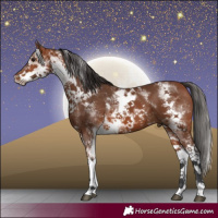 Horse Color:White Spotted Bay 