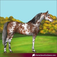 Horse Color:White Spotted Bay