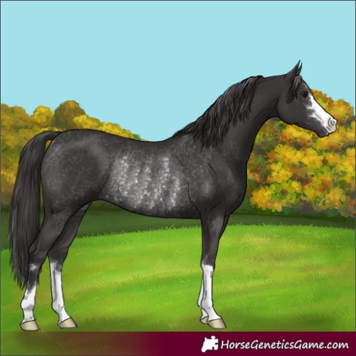 Horse Color:Smoky Black Rabicano 