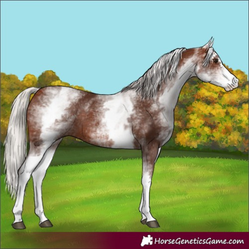 Horse Color:White Spotted Silver Bay Sabino Rabicano 