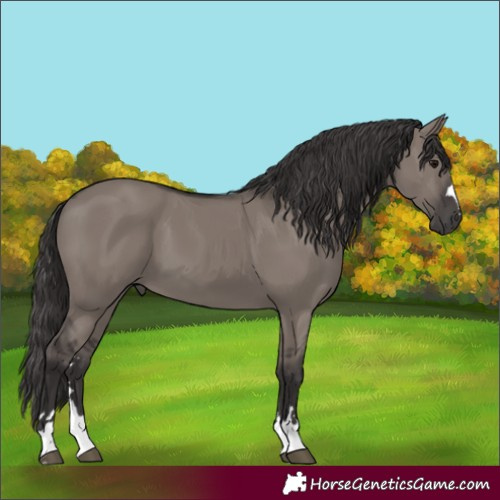 Horse Color:Smoky Grullo 