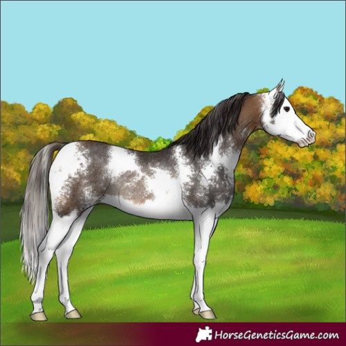 Horse Color:Buckskin Sabino Splash Rabicano 