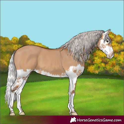 Horse Color:Silver Bay Dun Splash 