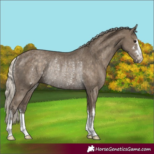 Horse Color:Silver Smoky Black Rabicano