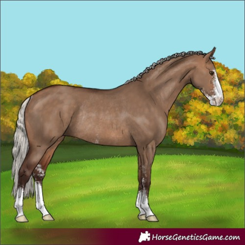 Horse Color:Silver Brown Dun Sabino Rabicano 