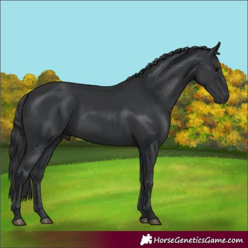 Horse Color:Black Rabicano