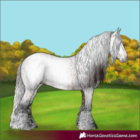 Horse Color:Gray Bay Appaloosa and Gray Bay Splash Appaloosa