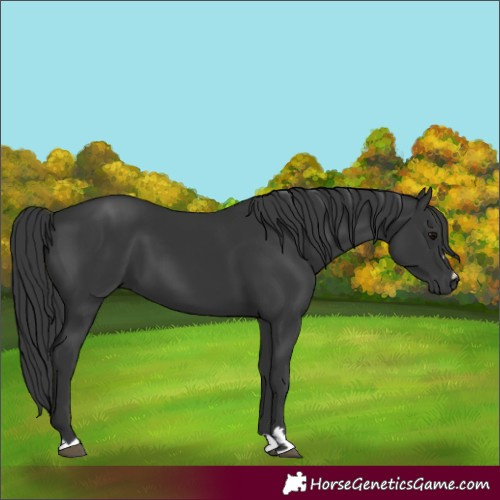 Horse Color:Black 