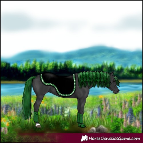 Horse Color:Black 