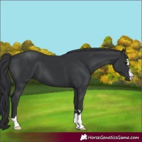 Horse Color:Black 