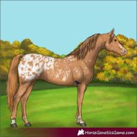 Horse Color:Chestnut Appaloosa  and Chestnut Appaloosa 