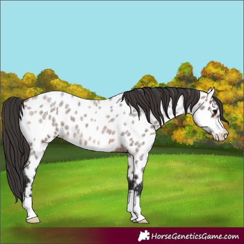 Horse Color:Unknown 
