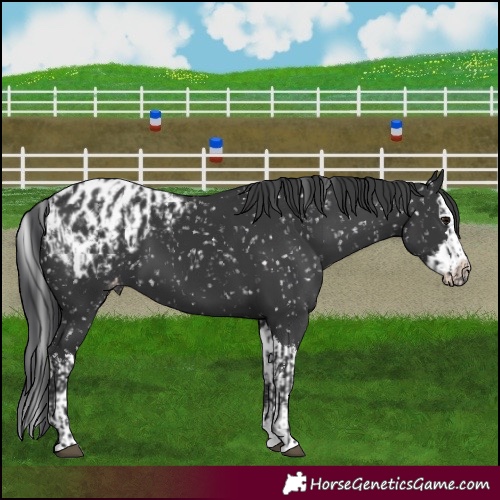 Horse Color:Black Appaloosa  and Black Splash Appaloosa 