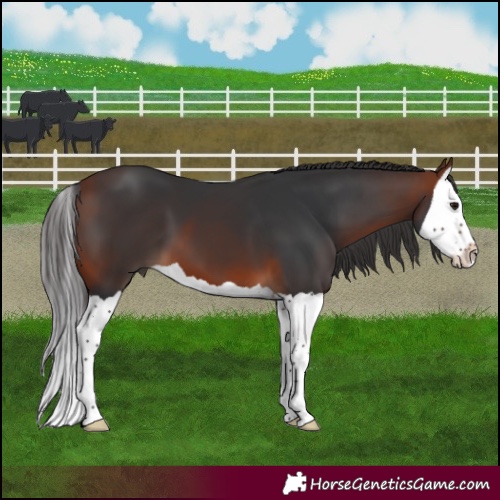 Horse Color:Bay Splash 