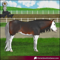 Horse Color:Bay Splash 