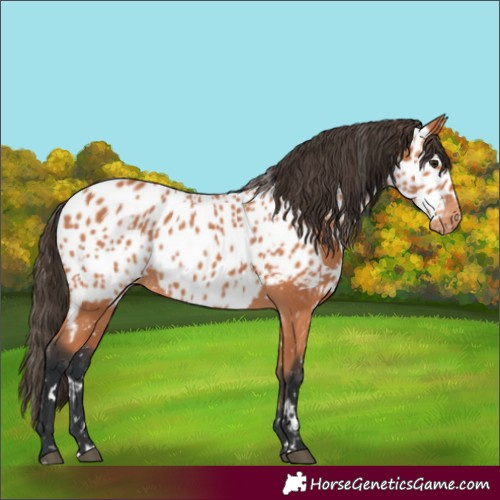 Horse Color:Bay Appaloosa  and Bay Appaloosa 