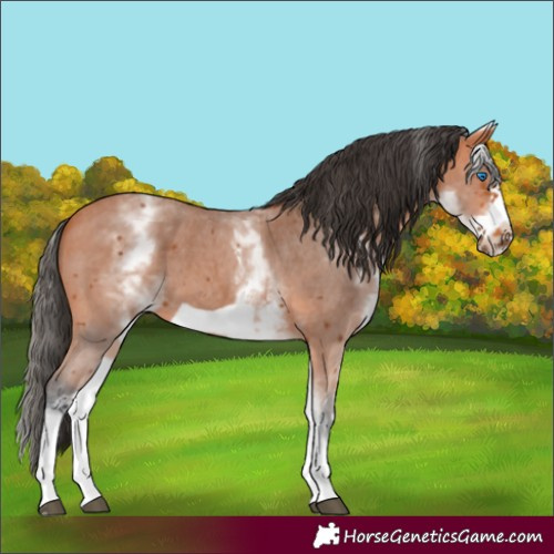 Horse Color:Unknown 