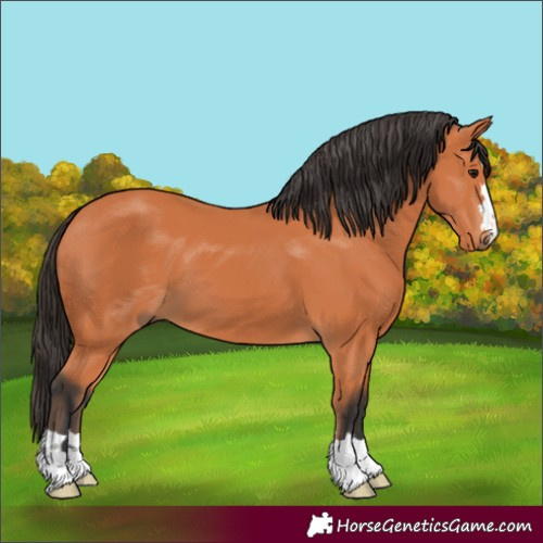 Horse Color:Bay 
