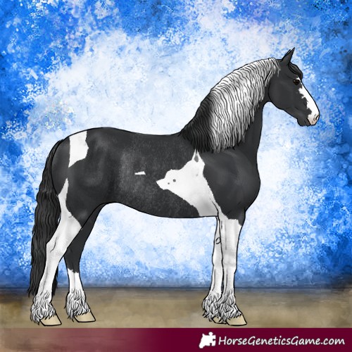 Horse Color:Black Tobiano Rabicano 