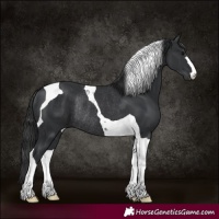 Horse Color:Black Tobiano Rabicano 