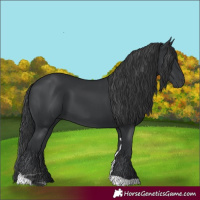 Horse Color:Black Tobiano Rabicano