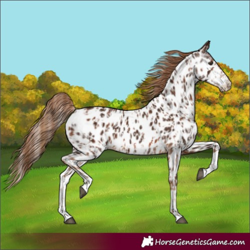 Horse Color:Chestnut Near Leopard  and Gray Chestnut Near Leopard 