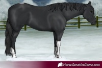 Horse Color:Black Tobiano Rabicano 