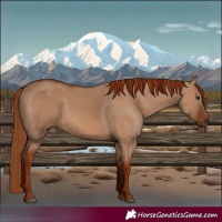 Horse Color:Red Dun Rabicano 