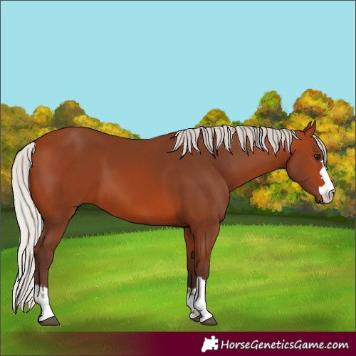 Horse Color:Silver Bay 