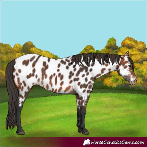 Horse Color:Bay Appaloosa 