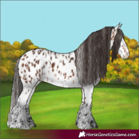 Horse Color:Bay Appaloosa  and Bay Splash Appaloosa 