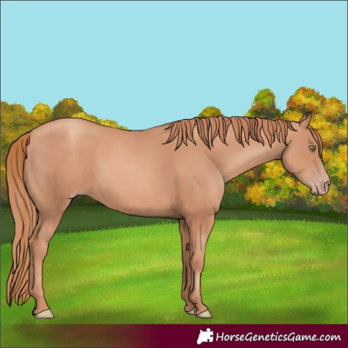 Horse Color:Gold Champagne 