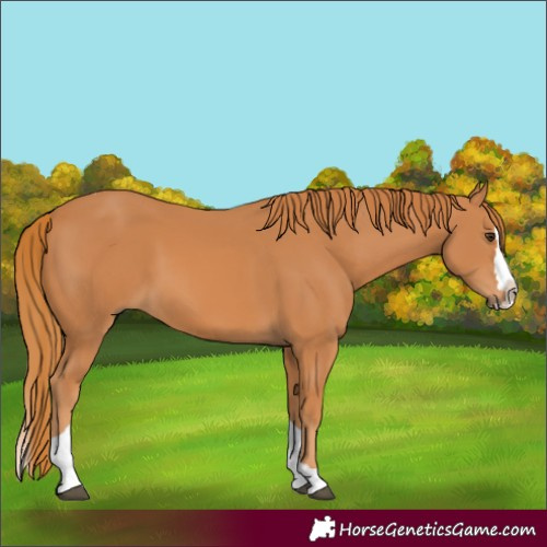 Horse Color:Chestnut Splash Tobiano 