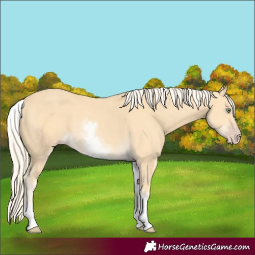 Horse Color:White Spotted Gold Cream Champagne 