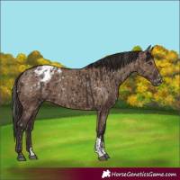 Horse Color:Liver Chestnut Snowflake Varnish  and Liver Red Dun Snowflake Varnish 