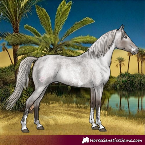 Horse Color:Gray Silver Blue Roan Sabino 