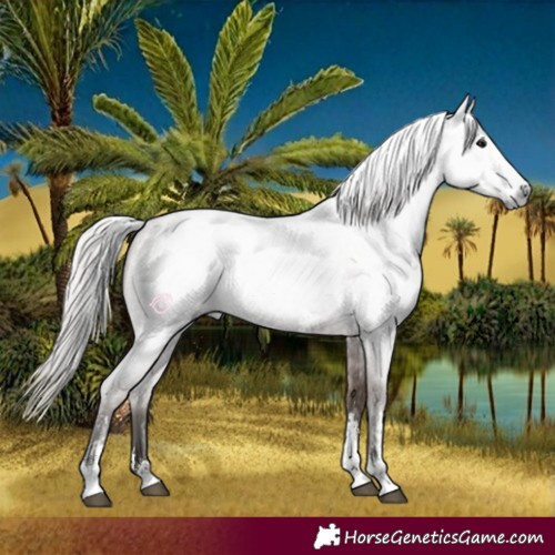 Horse Color:Gray Silver Blue Roan Sabino 
