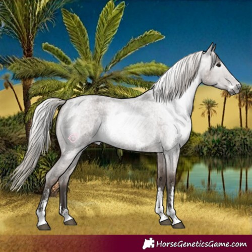 Horse Color:Gray Silver Blue Roan Sabino 