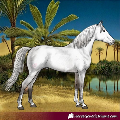 Horse Color:Gray Silver Blue Roan Sabino 