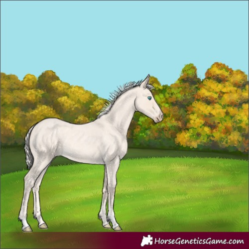 Horse Color:Unknown 
