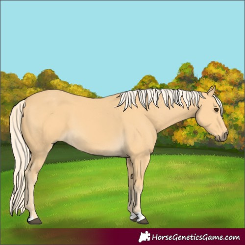 Horse Color:Palomino 