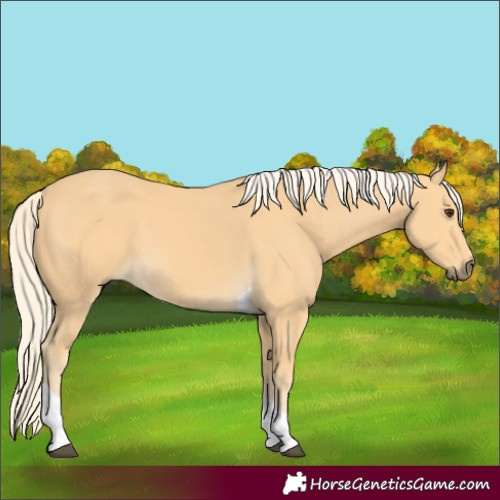 Horse Color:Palomino Tobiano 