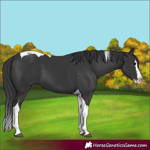 Horse Color:Black Splash Tobiano 