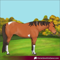 Horse Color:Bay Tobiano 