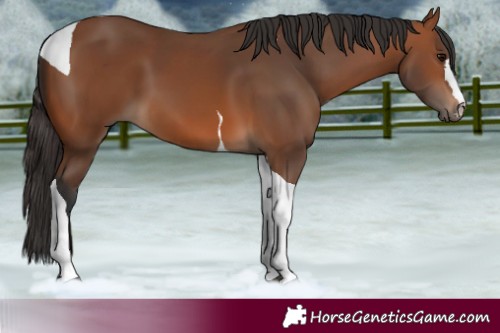 Horse Color:Bay Tobiano 