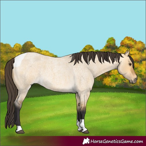Horse Color:Buckskin Roan Dun Tobiano 